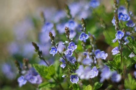 Small blue flower Myosotis arvensisの写真素材