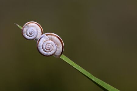 Snail Twins の写真素材