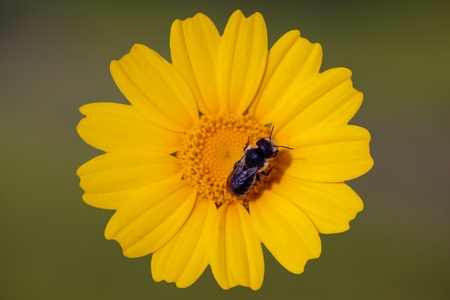 Yellow daisy with a beeの写真素材