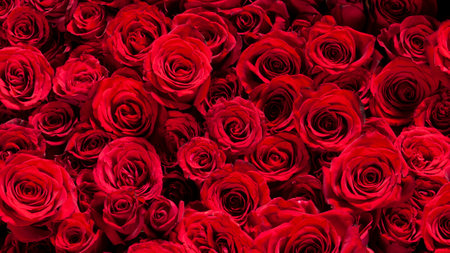 Image of beautiful red roses laid outの写真素材