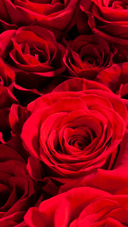 Image of a big beautiful red roseの写真素材