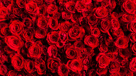 Image of beautiful red roses laid outの写真素材