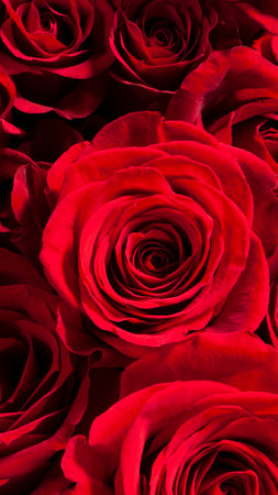 Image of a big beautiful red roseの写真素材