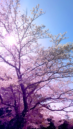 Cherry tree, sun and blue skyの写真素材