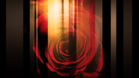 A graphic image that moves left and right with a roseの写真素材