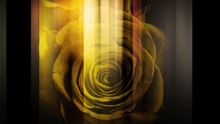 A graphic image that moves left and right with a roseの写真素材