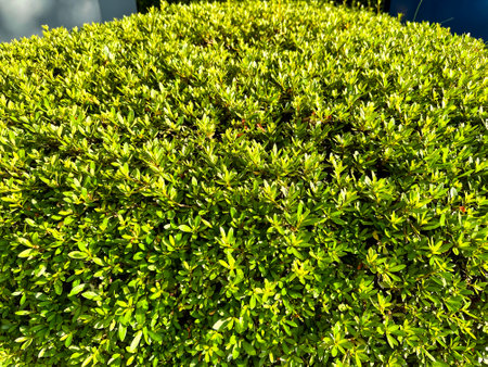 Green bush in the garden. Background and texture for graphic design. azaleaの写真素材