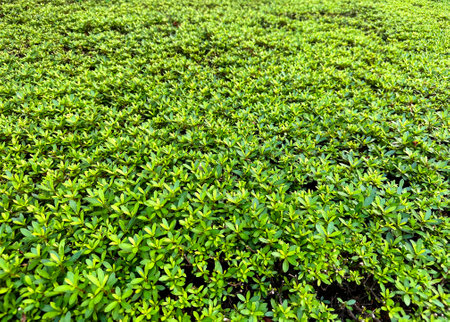 Green leaves background. Green leaves texture background. Green leaves background. azaleaの写真素材