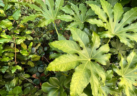 Green leaves in the botanical garden. Nature background and texture.の写真素材