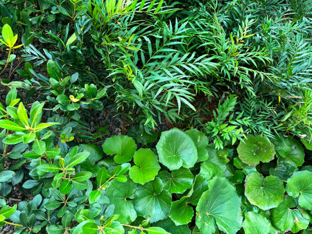 Green leaves background in the garden. Natural green background and texture.の写真素材