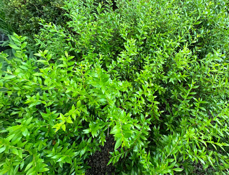 Green leaves background. Green leaves texture. Natural green leaves background.の写真素材