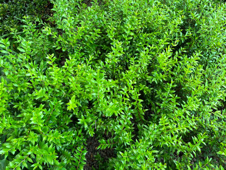 Green leaves background. Green leaves texture background. Green leaves background.