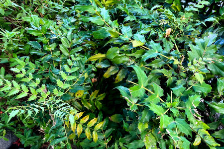 Green leaves background. Natural green leaves background. Green leaves background.の写真素材