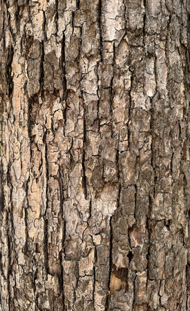 Bark of tree texture background. Tree bark texture background. Tree bark texture background