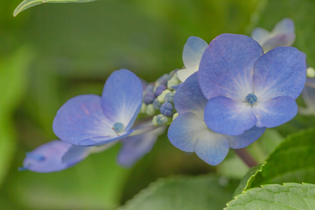 Hydrangeaの写真素材