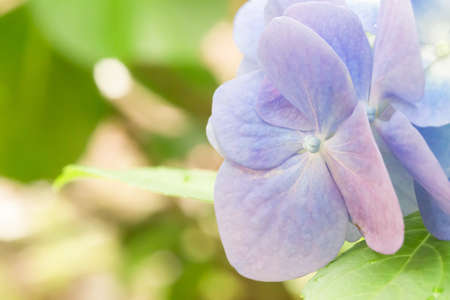 Hydrangeaの写真素材