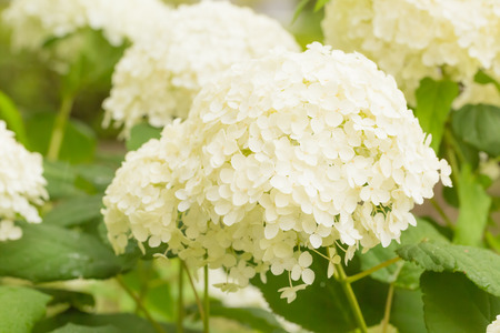 Hydrangea