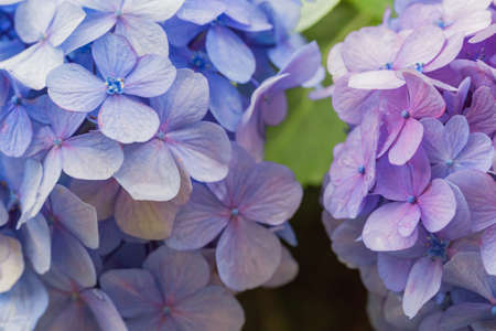 Hydrangeaの写真素材