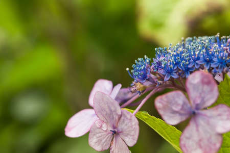 Hydrangeaの写真素材