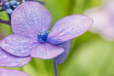 Hydrangea
