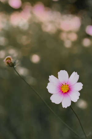 Cosmosの写真素材