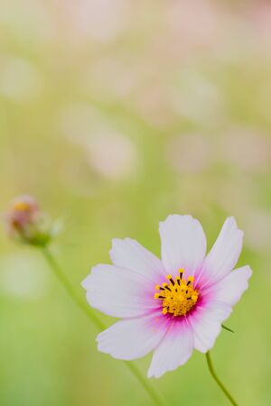 Cosmosの写真素材