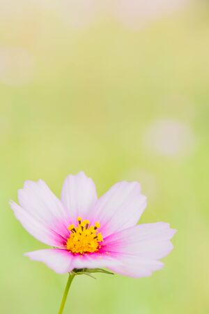 Cosmosの写真素材
