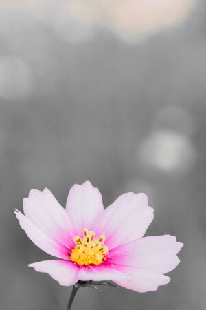 Cosmosの写真素材