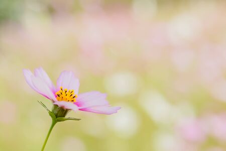 Cosmosの写真素材