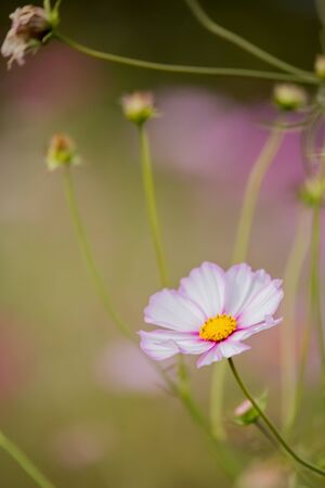 Cosmosの写真素材