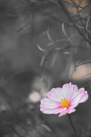 Cosmosの写真素材