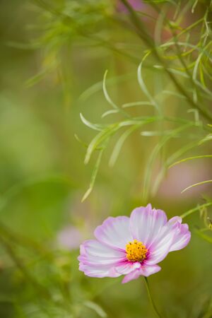 Cosmosの写真素材