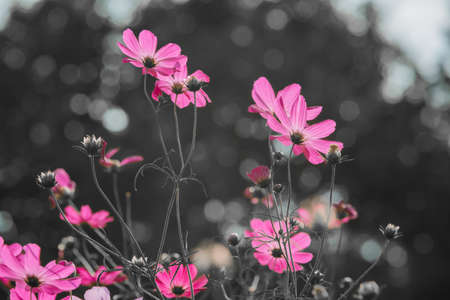 Cosmosの写真素材