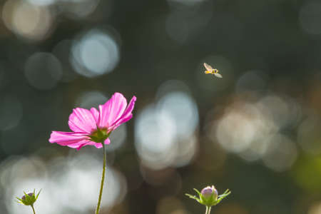 Cosmos