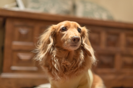 Dachshundの写真素材