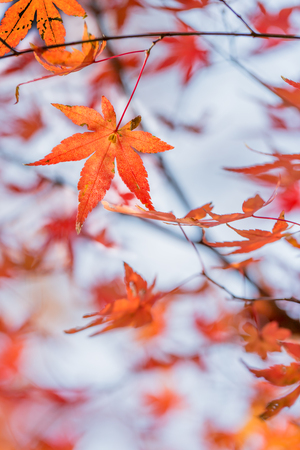 Red leaves of Japanese maple tree