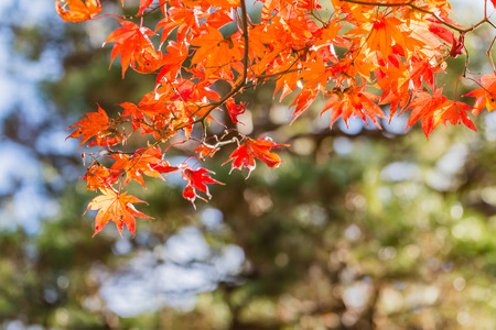 Red leaves of Japanese maple treeの写真素材