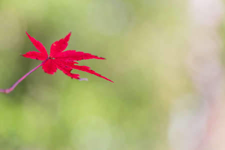 Red leaves of Japanese maple tree
