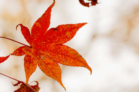 Red leaves of Japanese maple treeの写真素材