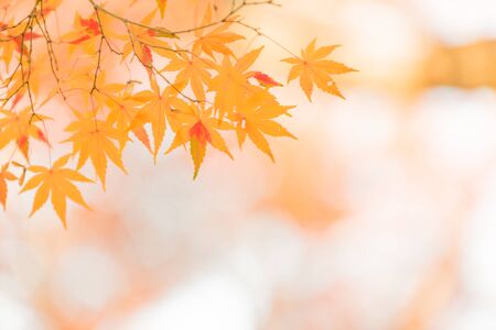 Red leaves of Japanese maple treeの写真素材