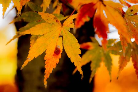 Red leaves of Japanese maple treeの写真素材