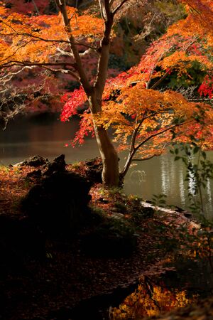 Red leaves of Japanese maple tree