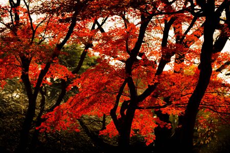 Red leaves of Japanese maple treeの写真素材