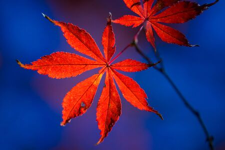 Red leaves of Japanese maple treeの写真素材