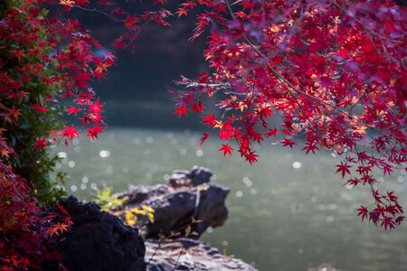 Red leaves of Japanese maple tree