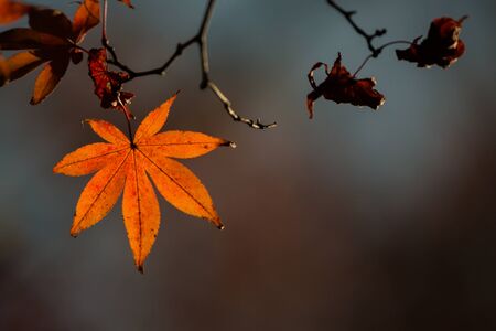 Red leaves of Japanese maple treeの写真素材