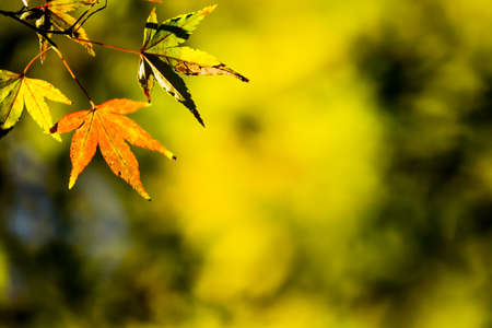 Red leaves of Japanese maple tree