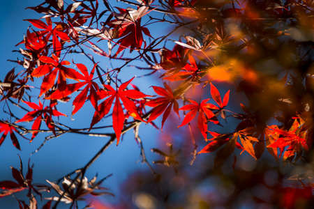 Red leaves of Japanese maple tree