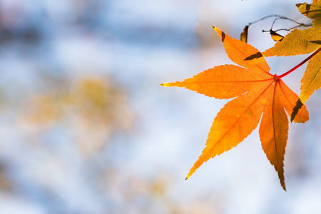 Red leaves of Japanese maple treeの写真素材