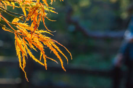 Red leaves of Japanese maple tree
